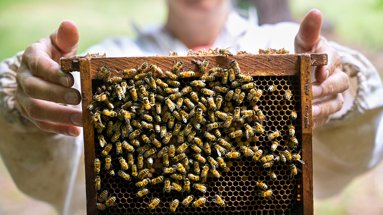 Closeup of a large number of honeybees on a section of a hive being held in the hands of a researcher.